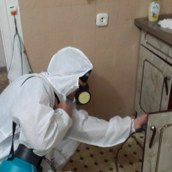 Дезинфекция от муравьев в квартире в Медвежьих Озёрах
